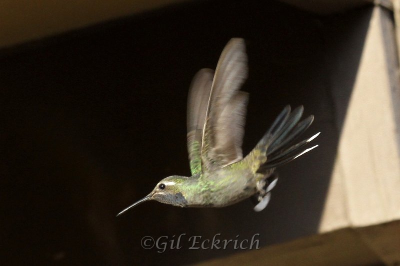 Blue-throated Hummingbird 2011_07_14_1519.JPG